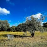 A lonely shopping trolley stands next to a tree in a field. A blue sky is over them both.